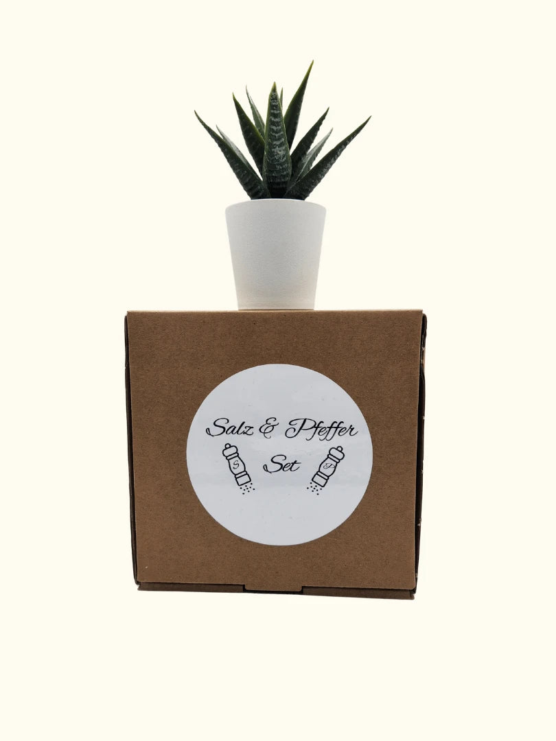 Nachhaltige Geschenkbox für das Salz- und Pfeffermühlen-Set; brauner Kraftkarton mit dekorativem Sticker, präsentiert mit einer Sukkulente als umweltfreundliche Geschenkidee